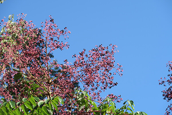 Aralia spinosa 3