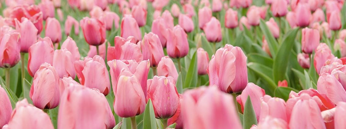 Blooms-Slider-3-1135x425