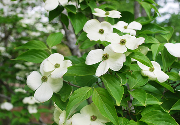 dogwood thumbnail