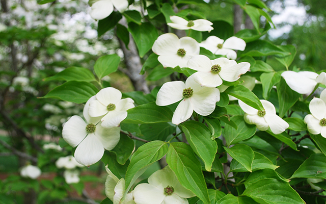 dogwoods