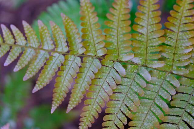 Dryopteris erythrosora Brilliance Dogwood Garden 16 640x427 1