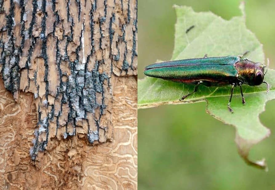 EAB1