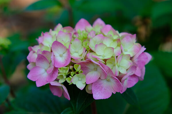 Hydrangea Endless Summer Bloomstruck