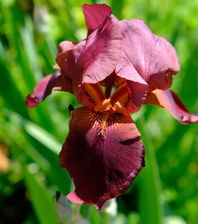 Iris Natchez Trace 640x724 1