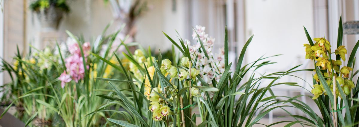 Orchid Blog Hero Image 1200x425 1